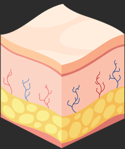 땡큐피부과 스컬트라 콜라겐 생성원리